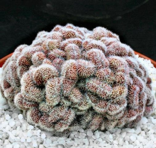 Mammillaria_compressa_1